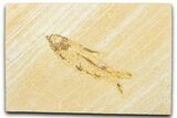 Bargain, Fossil Fish (Knightia) - Wyoming #343676-1